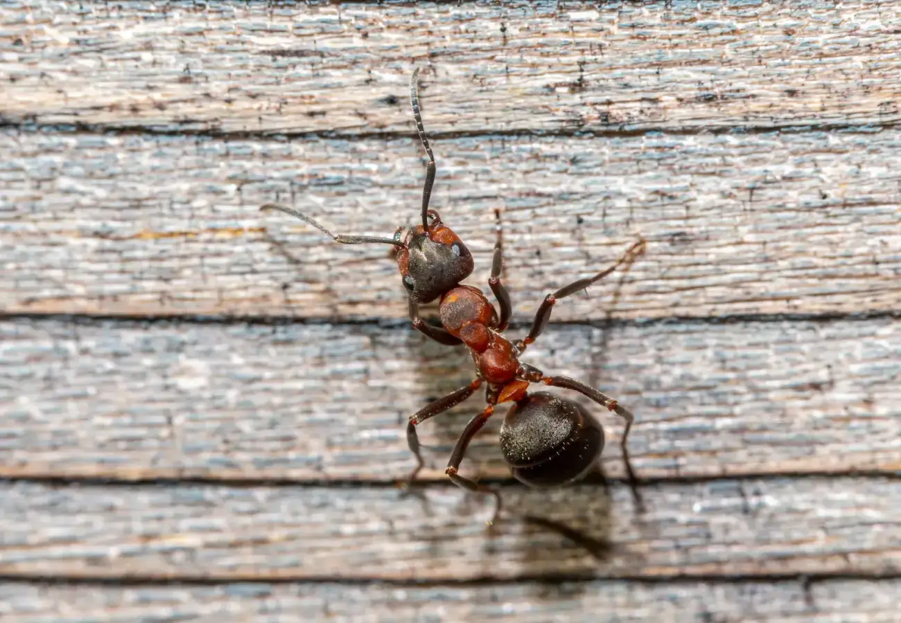 Ant crawling across a wooden surface