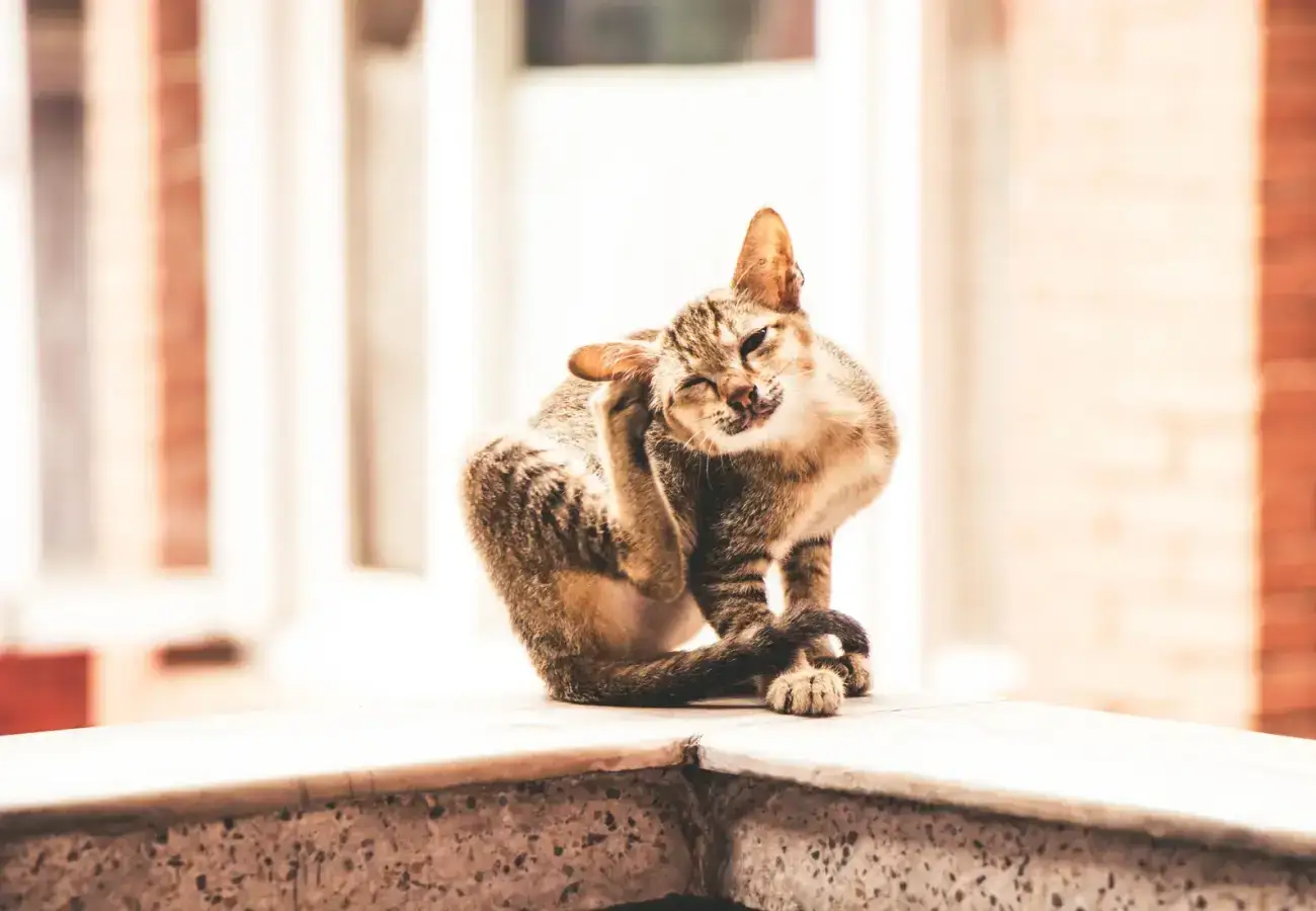 Cat scratching itself, often the first sign of fleas in a home