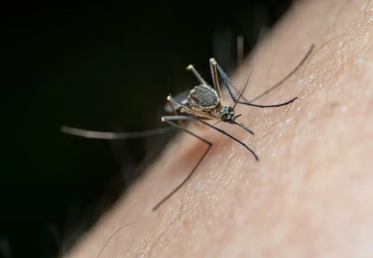 Mosquito feeding on human skin