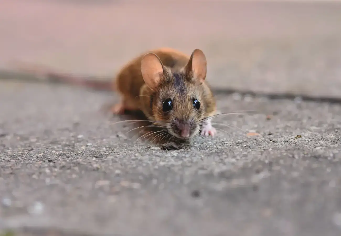House mouse on a concrete surface