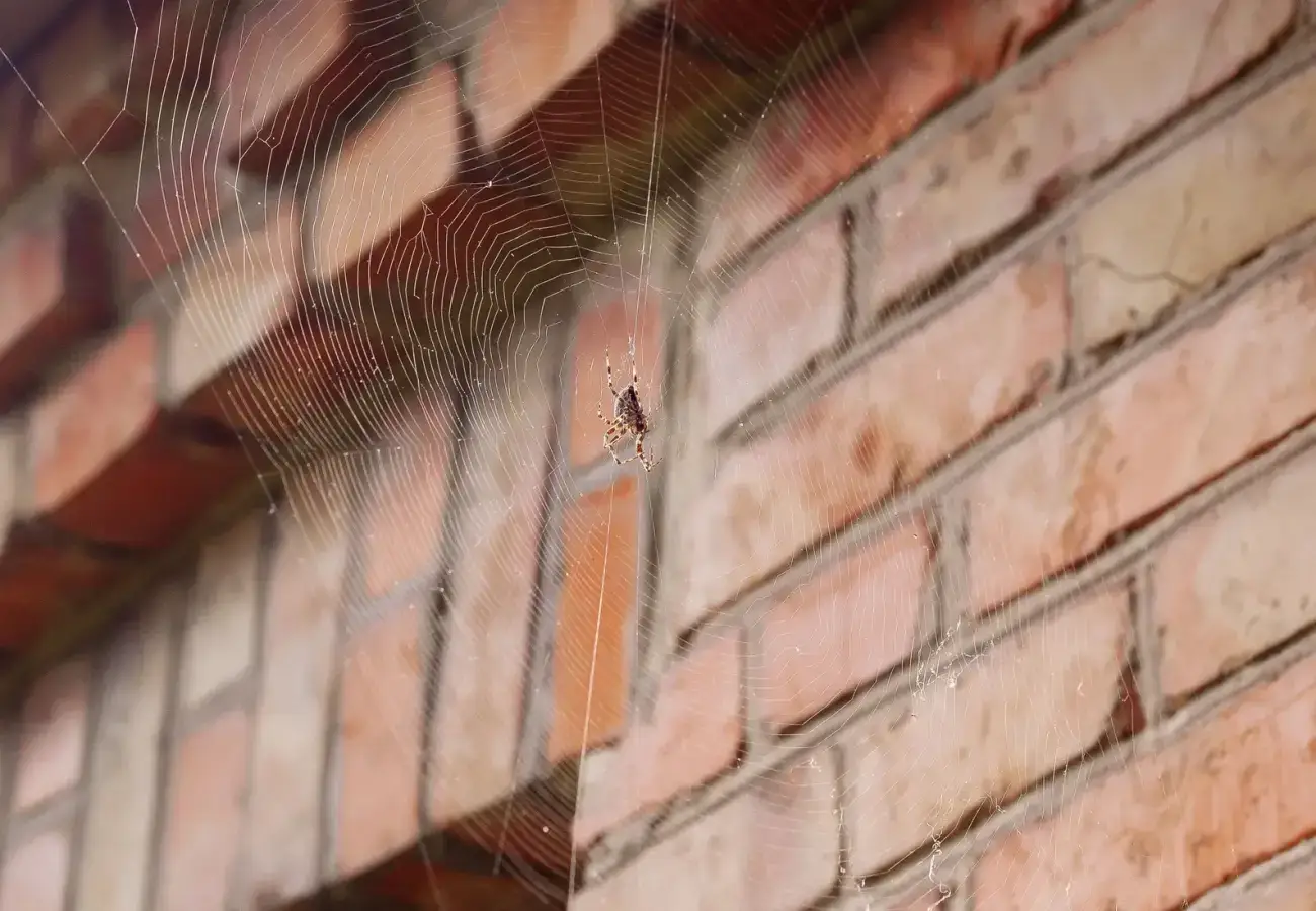 Spider on its web against a brick wall