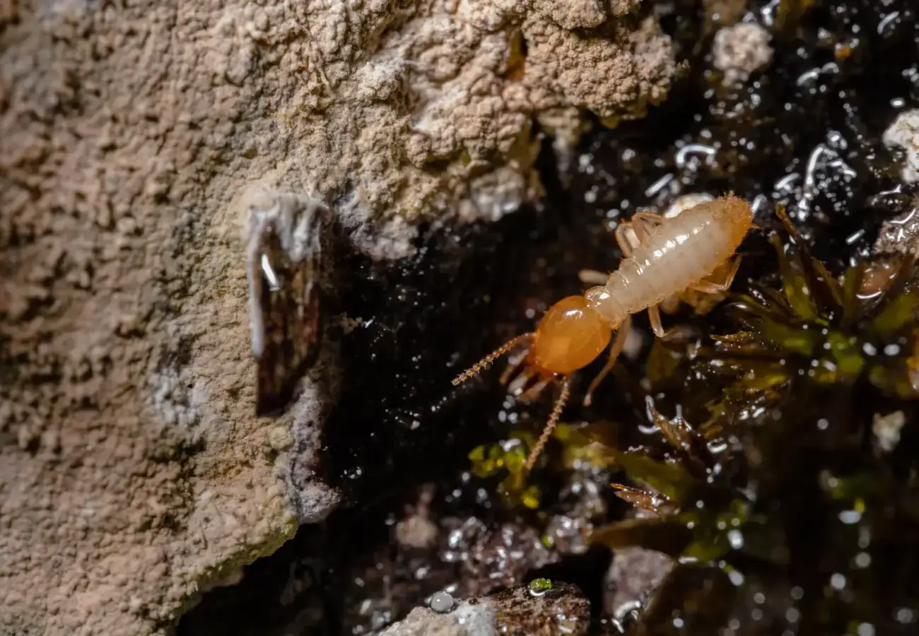 Termite on a piece of wood